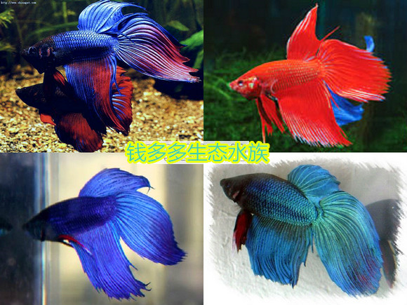 Thailand Betta Ponytail Lion Half Moon Betta Random delivery Tropical Fish Ornamental fish whole country Express packagein the Pet/Pet food and supplies , Aqua World , Fish category - from Buy2taobao.com to provide professional Taobao agent buy service