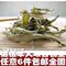 上下架计划:任意6件包邮 马鞭草 25g进口柠檬马鞭草茶柠檬草迷迭香瘦腿三草茶