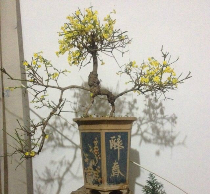 甘肅隴南小葉迎春 買就送 下山樁 熟樁 獨幹 迎春花苗在類目 鮮花速遞/花卉仿真/綠植園藝, 花卉/綠植盆栽(新), 綠植中 - 來自Buy2taobao.com提供專業的淘寶代購服務