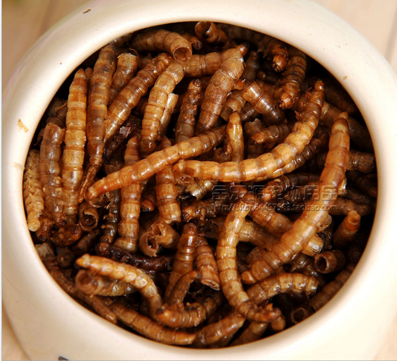 仓鼠零食龙猫豚鼠黄粉虫 仓鼠粮龙鱼饲料面包虫干面包虫干/50G|ruв категории животное/Животное питание и принадлежностей, хомяк класса и других малых животное, корма/закуски - от Buy2taobao.com для оказания профессиональной услуги покупки агента Taobao