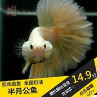 半月斗鱼公鱼-赏淡水鱼活体宠物公鱼泰国斗鱼