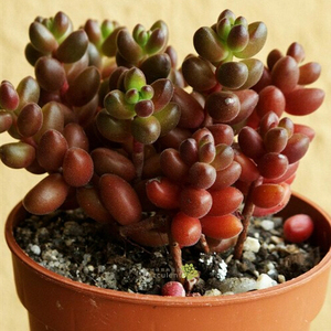甜蜜小花圃多肉植物珊瑚珠绿植花卉 吸甲醛防
