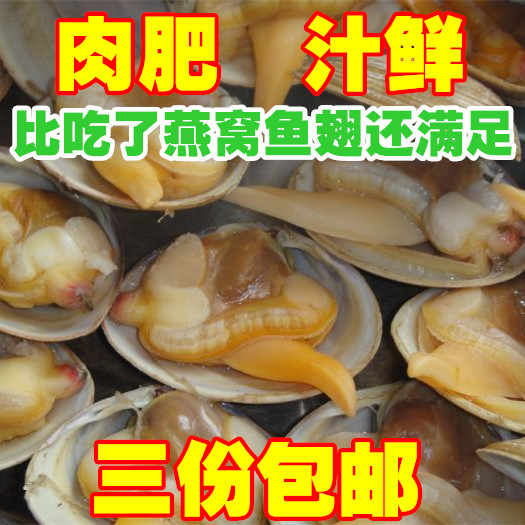 海鲜零食 丹东特产大黄蚬子 扇贝肉 即食蚬子 带壳真空蛤蜊 250g