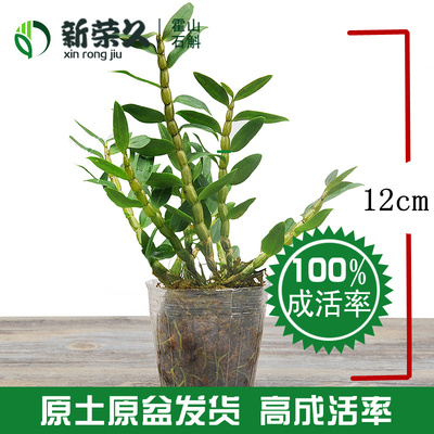 新荣久 正宗三年霍山铁皮石斛苗盆栽 野生种源 原土原盆发货包活