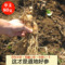 上下架计划:航空包邮 吉林长白山新鲜人参8年根 单支80克 东北人参 现挖鲜参