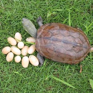 包邮乌龟蛋巴西龟蛋孵化蛋草龟花纹已受精4枚