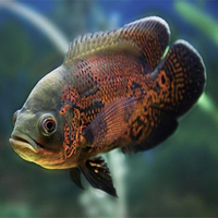 大型观赏鱼-猪仔鱼宠物鱼活体鱼苗鳄雀鳝福鳄