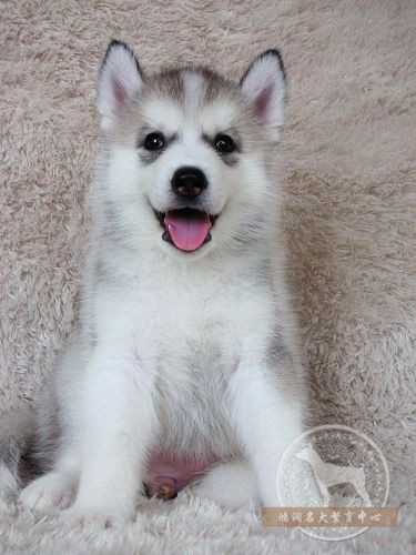 出售精品西伯利亚雪橇犬宠物狗哈士奇纯种幼犬狗狗适合家养A11在类目 宠物/宠物食品及用品, 狗狗中 - 来自Buy2taobao.com提供专业的淘宝代购服务