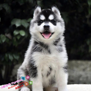 家养宠物狗狗哈士奇幼犬，出售纯种健康三火蓝眼雪橇犬活体出售g