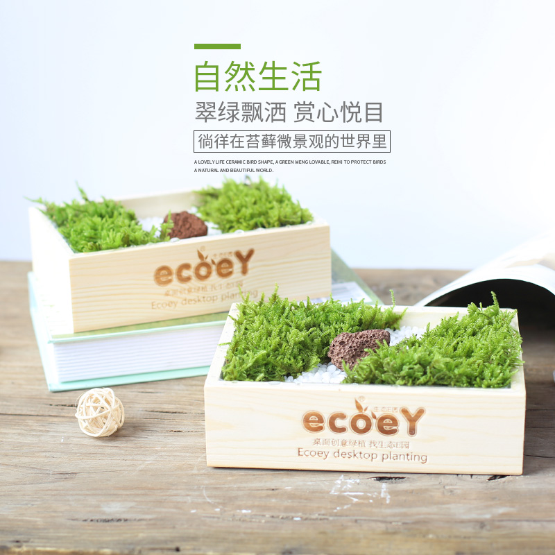 ecoey 苔藓組合盆景創意設計微景觀大灰藓-複活藓在類目 鮮花速遞/花卉仿真/綠植園藝, 創意迷你植物中 - 來自Buy2taobao.com提供專業的淘寶代購服務