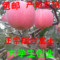 上下架计划:新鲜水果烟台富士苹果现摘红富士苹果嘎啦苹果大沙河苹果包邮批发