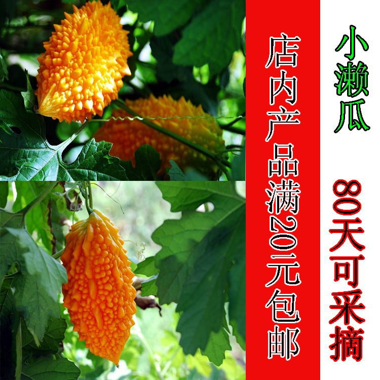 金铃子小赖瓜蔬菜种子 甜心果种 金玲子种子 小赖瓜奇花异果种子|ruв категории доставка цветов/цветок моделирования/растения садоводства, садовых принадлежностей, интеллект садовых принадлежностей - от Buy2taobao.com для оказания профессиональной услуги покупки агента Taobao
