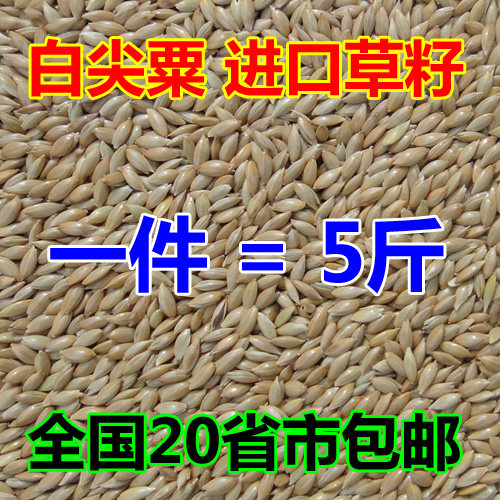 5斤 进口草籽 加纳利子/白尖粟/油尖粟 草庐籽.鸟粮鸟食20省包邮