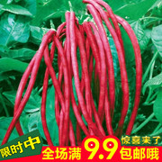 满地红无架豆角种子紫红，豇豆种子阳台，蔬菜种子四季播种农家蔬菜