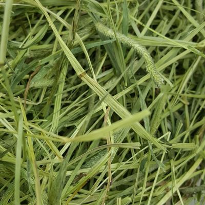 包邮龙猫粮食国产南提兔粮提草提摩西草牧草1斤装南提