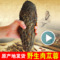 上下架计划:新疆和田野生肉苁蓉 大芸肉苁蓉切片干片中药材500g胜阿拉善锁阳