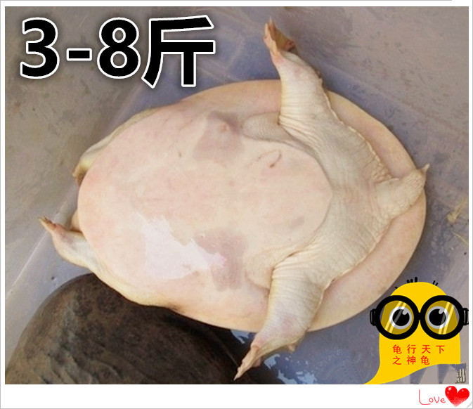 甲鱼活体珍珠鳖大乌龟生态甲鱼补品团鱼王八大甲鱼6-12斤特价免邮|ruв категории животное/Животное питание и принадлежностей, аквариум мира, черепаха/черепаха - от Buy2taobao.com для оказания профессиональной услуги покупки агента Taobao