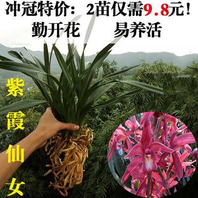 兰花苗建兰四季兰 紫霞仙女 带浓香花苞室内花卉盆栽 建兰墨兰