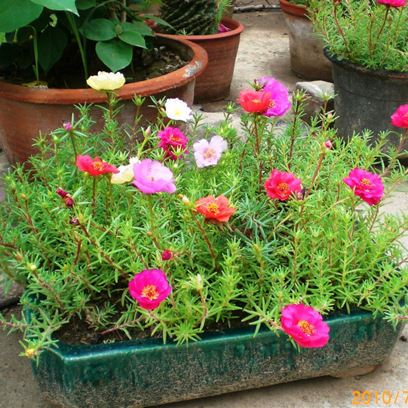 包邮 半枝莲花籽 太阳花种子重瓣混色 死不了易