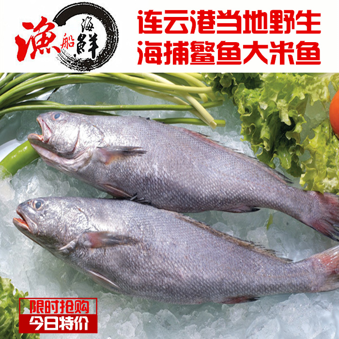 連雲港海捕野生新鮮米魚鳘魚大鮸魚敏魚冰凍鮸魚海捕冷凍米魚500g在類目 水產肉類/新鮮蔬果/熟食, 海鮮/水產品/製品, 其它中 - 來自Buy2taobao.com提供專業的淘寶代購服務