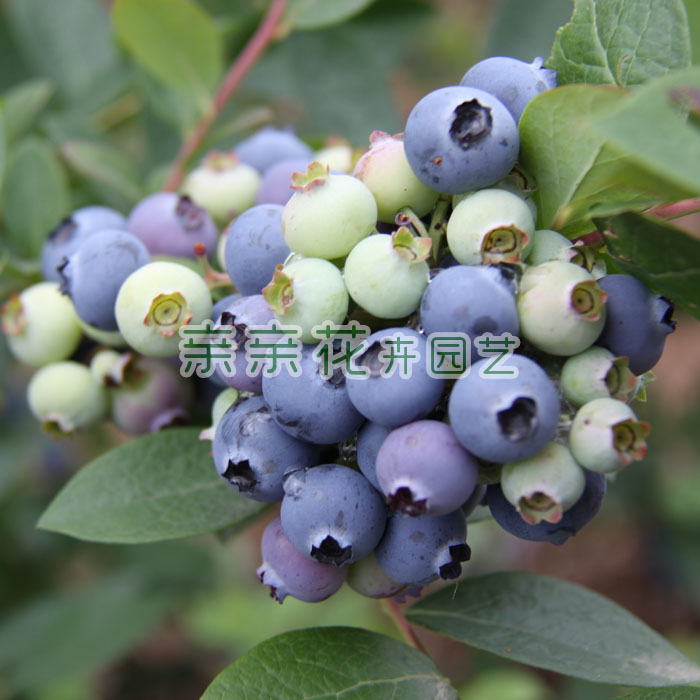 可盆栽*果树苗木 南高丛蓝莓树苗-艾文蓝 蓝莓苗 果粒大,有香味在类目 鲜花速递/花卉仿真/绿植园艺, 花园植物/行道树/果树, 果树中 - 来自Buy2taobao.com提供专业的淘宝代购服务