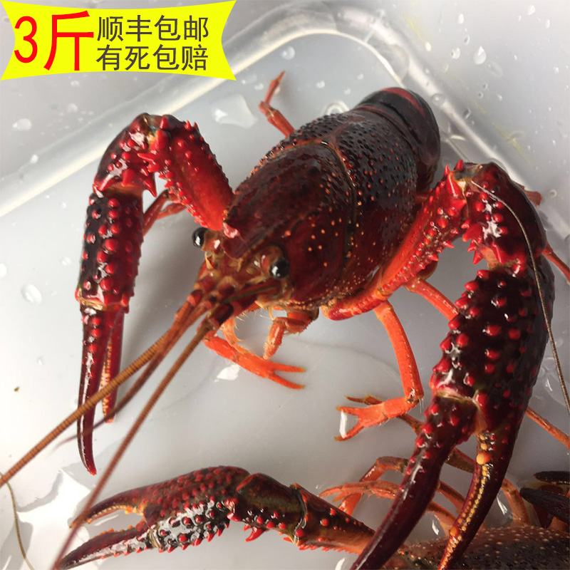 清水小龙虾鲜活大龙虾新鲜1两虾炮头5活体3斤批发50非麻辣30熟食在类目 水产肉类/新鲜蔬果/熟食, 海鲜/水产品/制品, 虾类, 活虾中 - 来自Buy2taobao.com提供专业的淘宝代购服务
