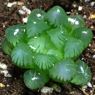 多肉植物玉露 姬玉露 水晶玉露 水晶寿 圆头玉露 大型