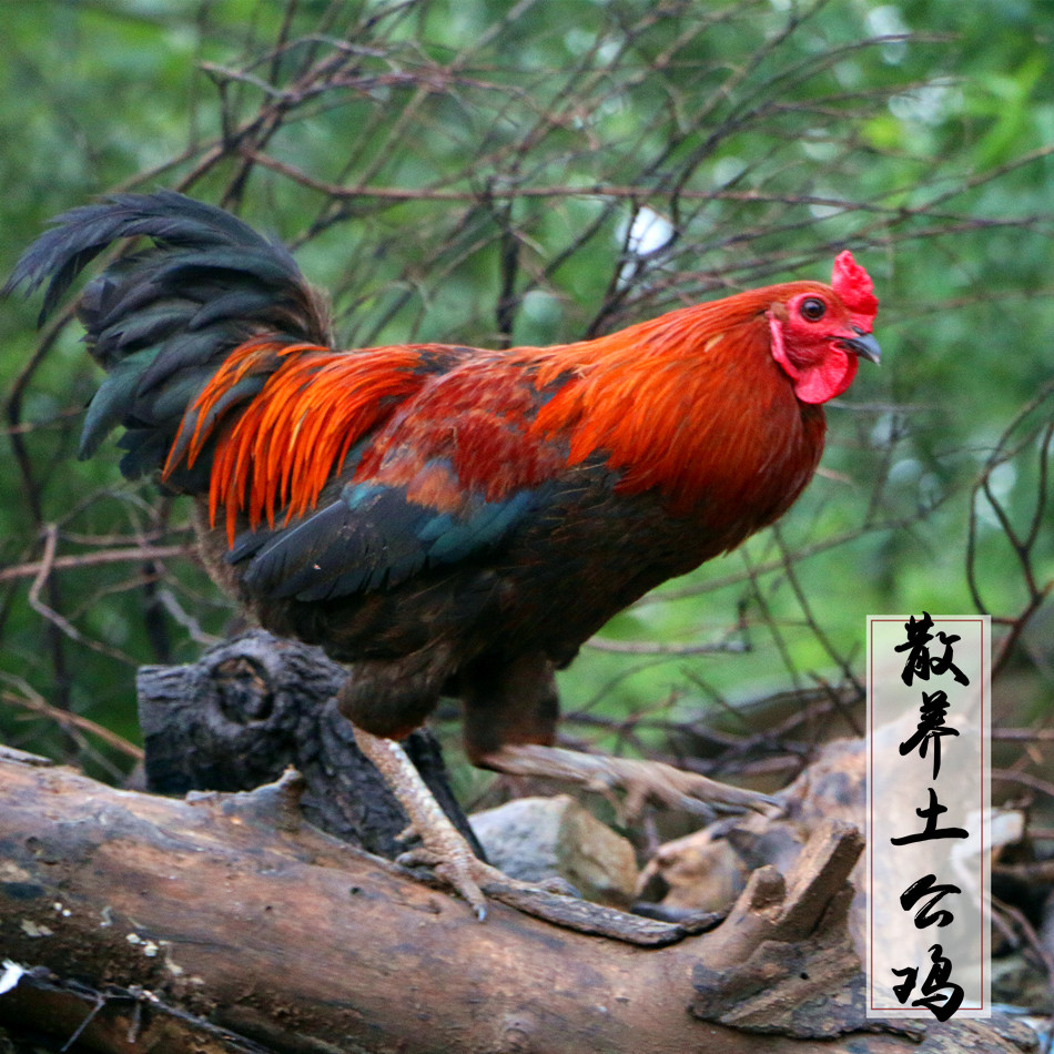 Orthodox school Farm Backyard Mountains Cockerel Free range chicken cock Chicken My husband chicken Chicken Old chicken Chaijiin the Aquatic meat/Fresh fruits and vegetables/Cooked , Raw meat/Meat , Chicken , Raw chicken category - from Buy2taobao.com to provide professional Taobao agent buy service