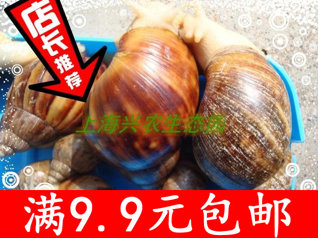 白玉蜗牛 大蜗牛 另类宠物特大活体宠物/临产宠物蜗牛科学课专用在类目 宠物/宠物食品及用品, 其它宠物, 其它宠物中 - 来自Buy2taobao.com提供专业的淘宝代购服务