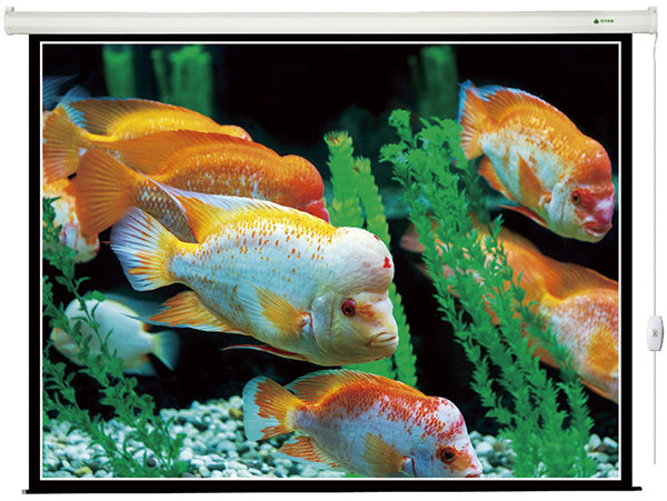 America as the best 72 Inch projection screen Projector screen Manual self-locking curtain White plastic curtainin the Office Equipment/Consumables/Related Services , Projector Accessories , Curtain category - from Buy2taobao.com to provide professional Taobao agent buy service
