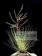 展示 空气凤梨 Tillandsia filifolia 绿毛毛（雨林版）