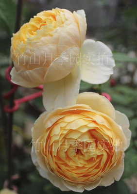 夏洛特先生 月季花 牙签苗 中苗 （非常不错的黄包子）不带花苞