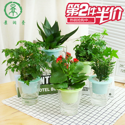 长寿花室内花卉水养幸福树常春藤水培植物虎皮兰小清新创意盆栽