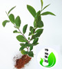 浙江龙井茶叶树苗盆栽龙井，43绿茶苗，西湖龙井茶树群体种长叶种