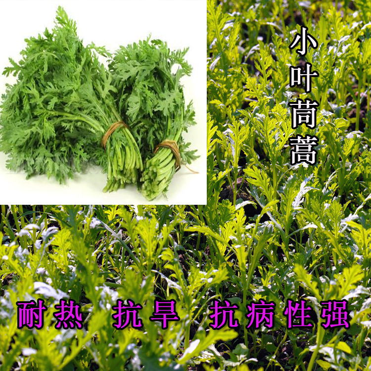 [Lobular Chrysanthemum seed Garden variety(Emperor dish)Fragrance. Multiple harvest 10gin the Flower delivery/Flowers simulation/Plants gardening , Gardening supplies , Intelligence Gardening supplies category - from Buy2taobao.com to provide professional Taobao agent buy service