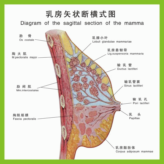 乳房截面图 乳房结构图 乳房解剖图 挂图 0.55X0.55米在类目 个性定制/设计服务/DIY, 日用/装饰定制, 写真/海报印制中 - 来自Buy2taobao.com提供专业的淘宝代购服务