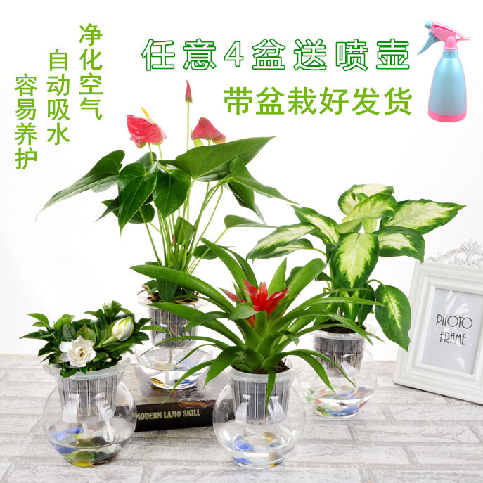 水培植物绿萝发财树自动吸水玻璃盆栽室内绿植花卉栀子花红掌盆栽在类目 鲜花速递/花卉仿真/绿植园艺, 花卉/绿植盆栽(新), 绿植中 - 来自Buy2taobao.com提供专业的淘宝代购服务