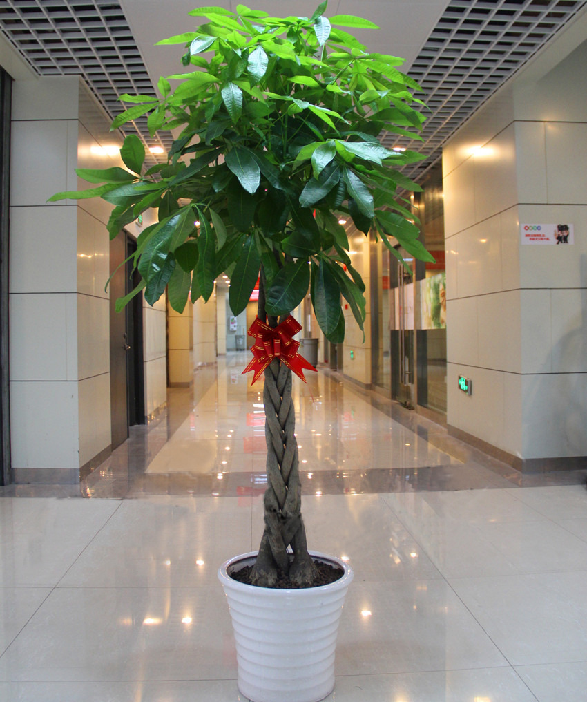 開業慶典喬遷發財樹盆栽大型植物綠植花卉天津速遞同城送天津花店在類目 鮮花速遞/花卉仿真/綠植園藝, 花卉/綠植盆栽(新), 綠植中 - 來自Buy2taobao.com提供專業的淘寶代購服務