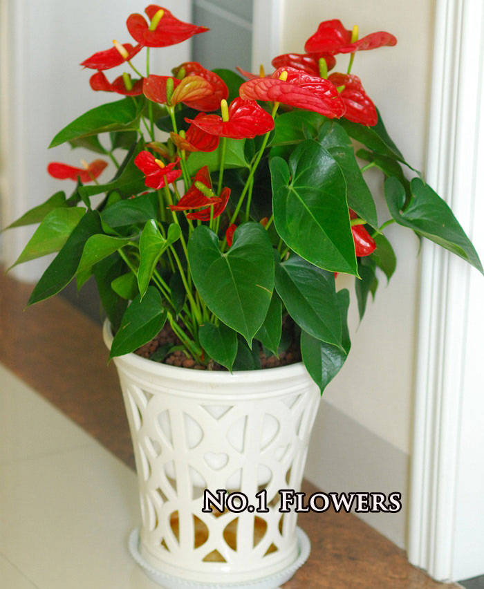 Lunar New Year flower Flamingo Anthurium Potted plant flowers and plants Spring Festival customer Gifts The opening celebration Housewarming Tianjin Flower expressin the Flower delivery/Flowers simulation/Plants gardening , Flowers/Potted plants (New) , Plants category - from Buy2taobao.com to provide professional Taobao agent buy service