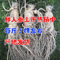 上下架计划:秋季上市东北吉林长白山人参 保鲜参鲜人参 水参 100克左右/棵