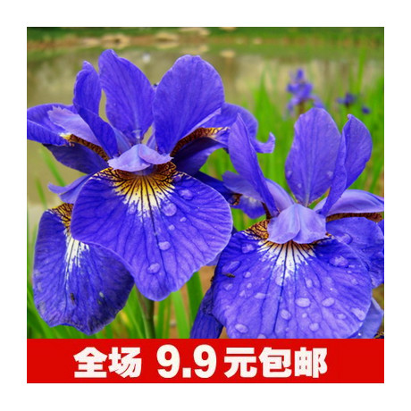 蓝蝴蝶鸢尾种子 容易栽培 适应性极强 花形大而奇 宛若翩翩彩蝶