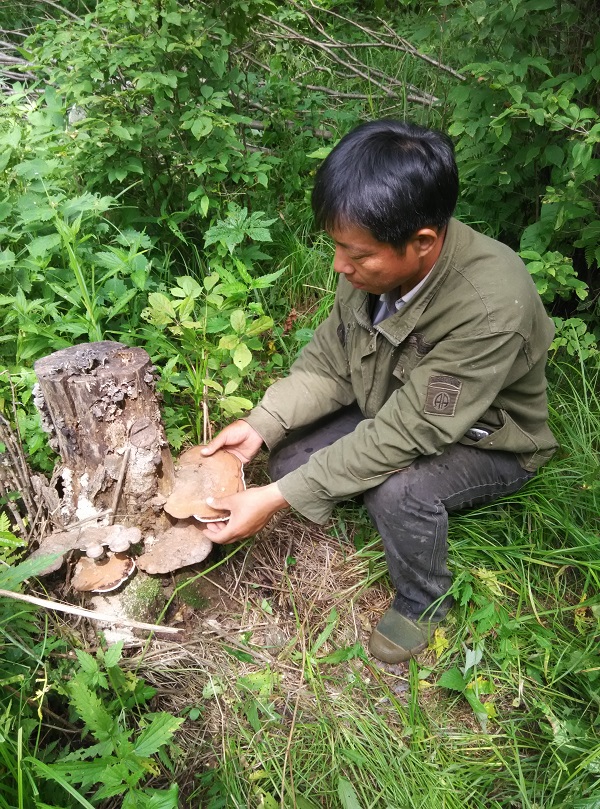 2018 Changbai Mountains Life Gailingzhi Pruning Applanatum quality goods wild Ganoderma film Nyingchiin the Traditional nourishing food , Ganoderma , Pruning Ganoderma category - from Buy2taobao.com to provide professional Taobao agent buy service