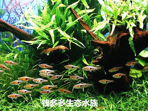 Freshwater fish Big triangular lamp fish Orthogonal lamprey Ornamental fish in straw jar Living tropical fish The fish populationin the Pet/Pet food and supplies , Aqua World , Fish category - from Buy2taobao.com to provide professional Taobao agent buy service