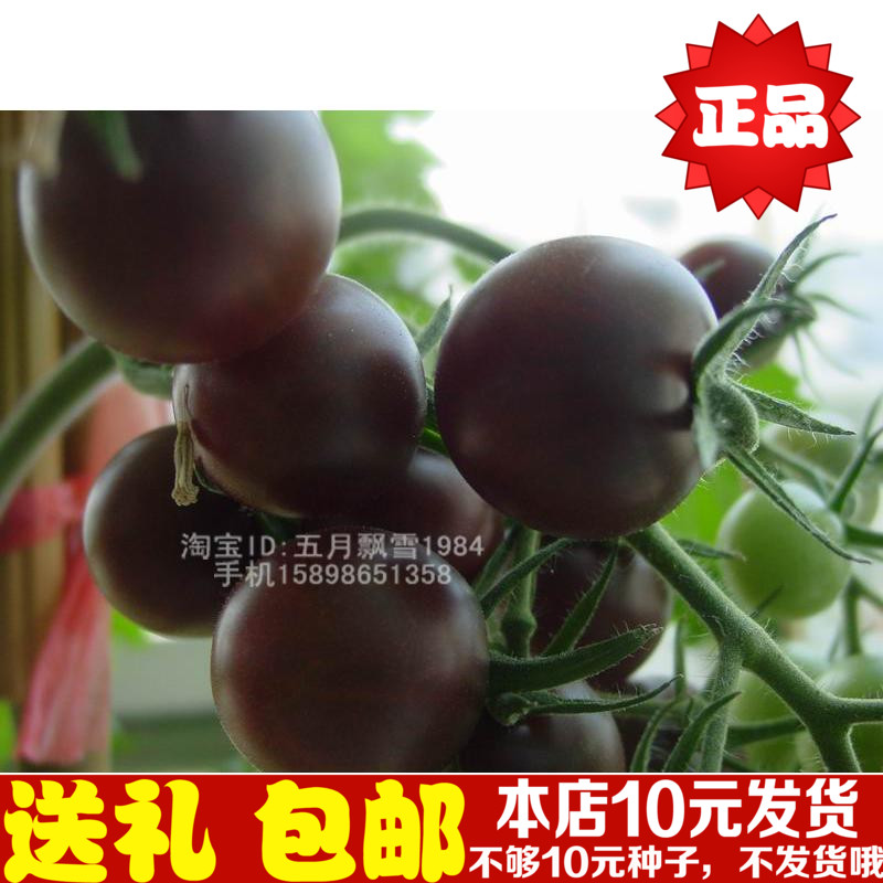 英国进口原种black cherry 黑番茄种子 1粒寿光蔬菜种子有实物图在类目 鲜花速递/花卉仿真/绿植园艺, 花卉/蔬果/草坪种子(新), 家庭园艺种子中 - 来自Buy2taobao.com提供专业的淘宝代购服务