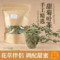 上下架计划:喝花茶必备 花草茶 甜菊叶茶 特级甜菊叶 无糖 降糖 美容养颜