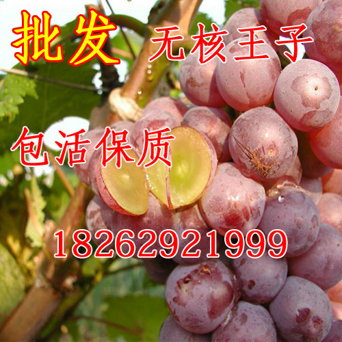 嫁接葡萄苗 超级无核葡萄 无核王子葡萄苗 美国无核王果树苗批发在类目 鲜花速递/花卉仿真/绿植园艺, 庭院植物/行道树木/果树中 - 来自Buy2taobao.com提供专业的淘宝代购服务