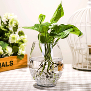 创意恐龙蛋花瓶  透明玻璃花瓶 水培绿萝富贵竹水养植物玻璃花盆