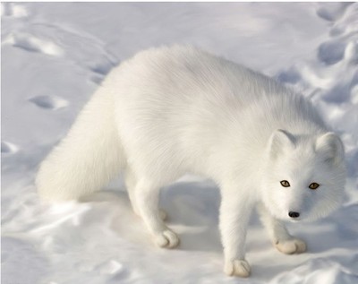 精准印花 法国DMC正品专卖十字绣正品 动物系列 雪地里的白狐