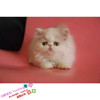 加菲猫宠物猫异国短毛猫家养纯种波斯猫幼猫活体黄白色长毛猫g