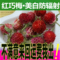 上下架计划:任选5件包邮花草茶 红巧梅 妃子红 排毒养颜 美白祛斑 防辐射 50g